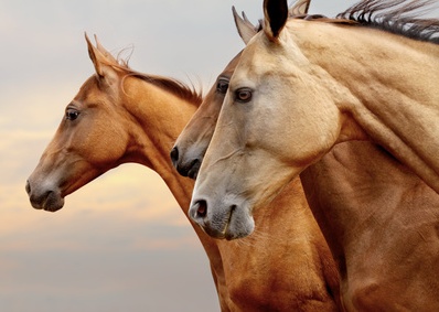 Seichte Farbtöne beim Pferd können auf Manganmängel hinweisen