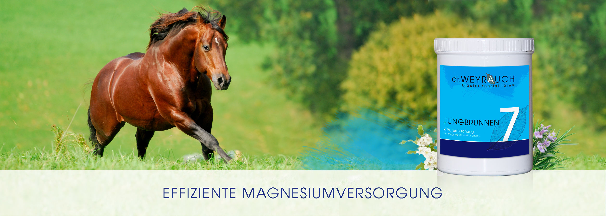 Kopfgrafik mit Nr. 7 Jungbrunnen Produktbild